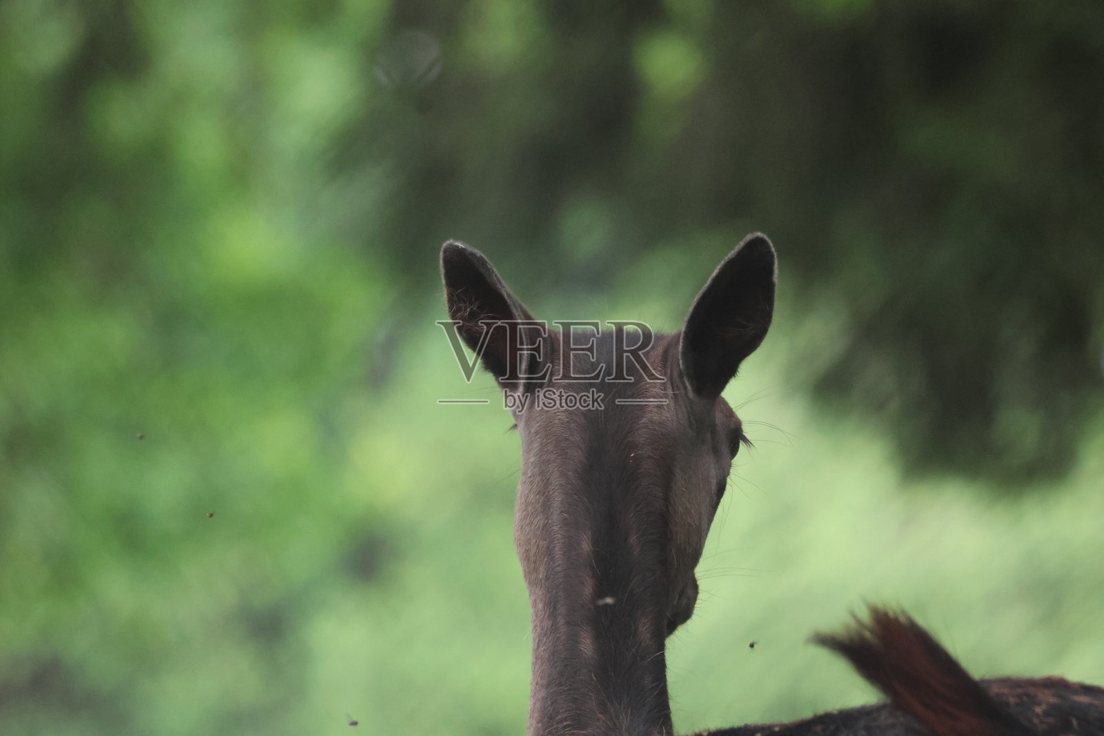 森林中的鹿肖像照片摄影图片