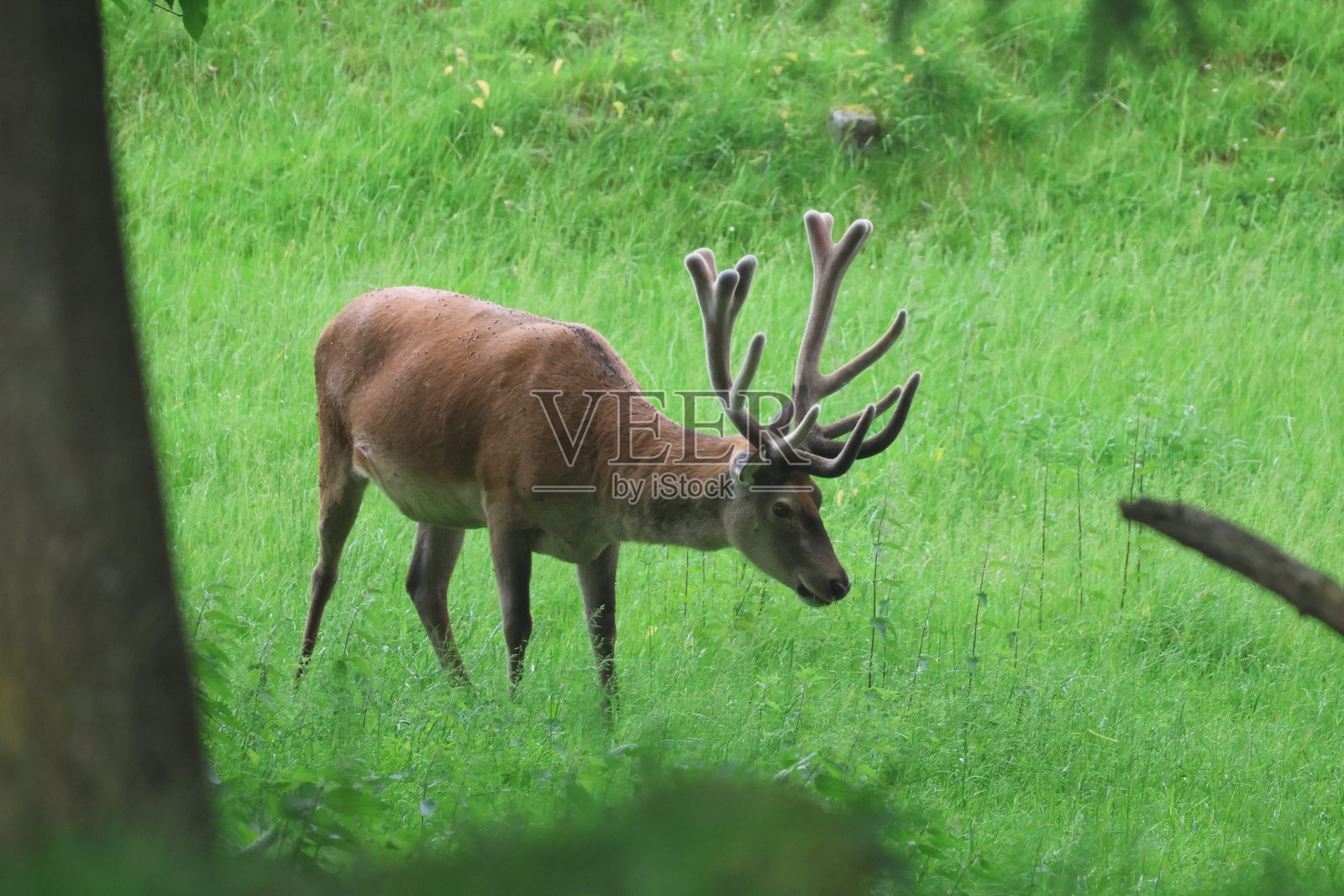 鹿在森林中觅食照片摄影图片