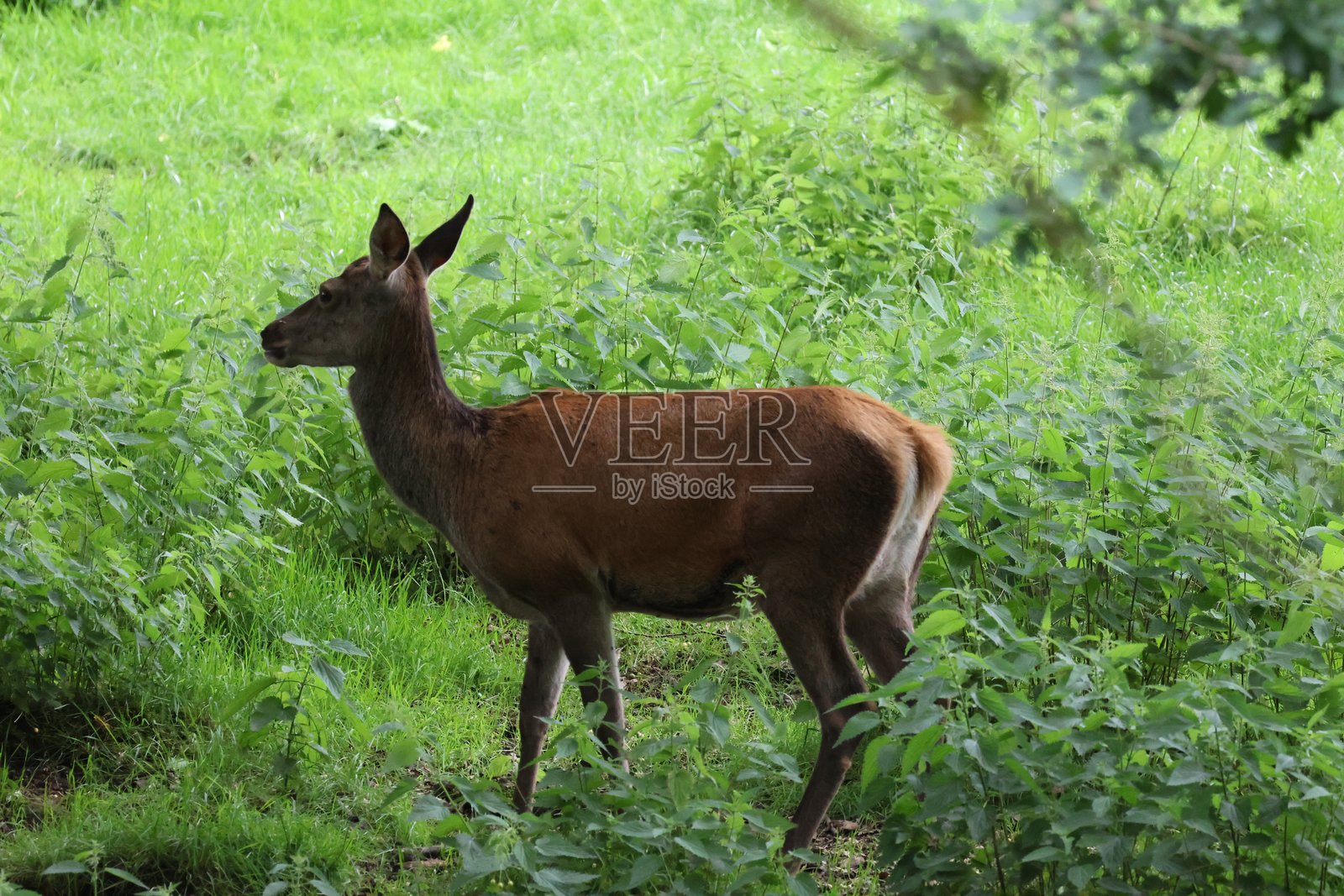 鹿在草地上吃草照片摄影图片