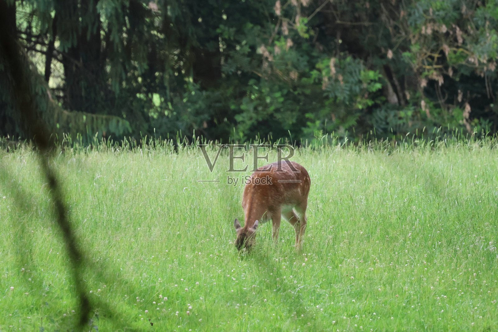 鹿在草地上吃草照片摄影图片