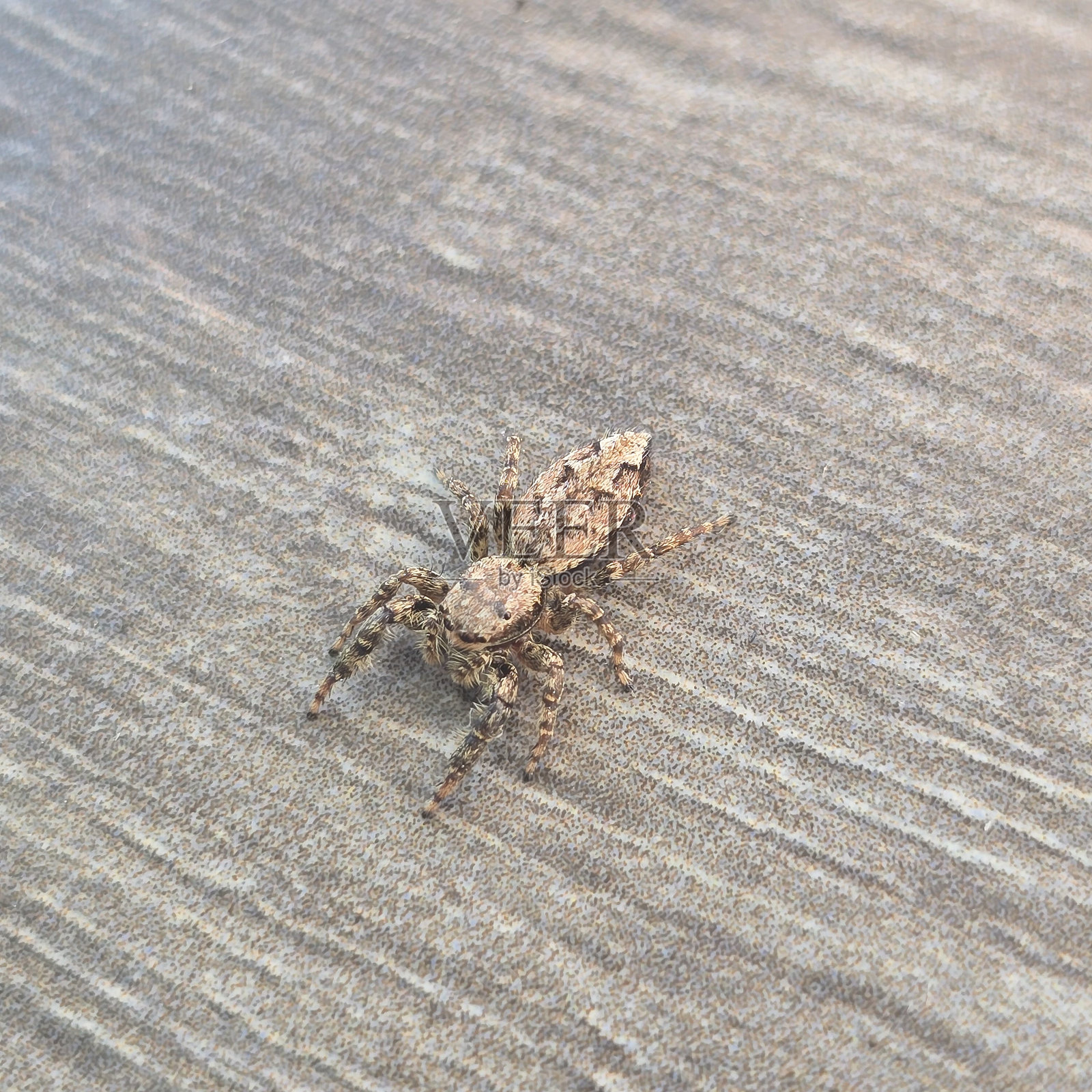 棕色蜘蛛在其自然栖息地的木质表面上休息的特写视图照片摄影图片