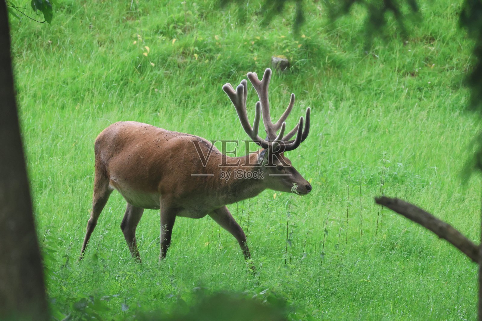 鹿在森林中觅食照片摄影图片