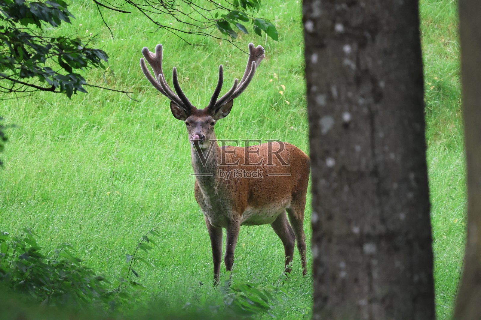 鹿在森林中觅食照片摄影图片