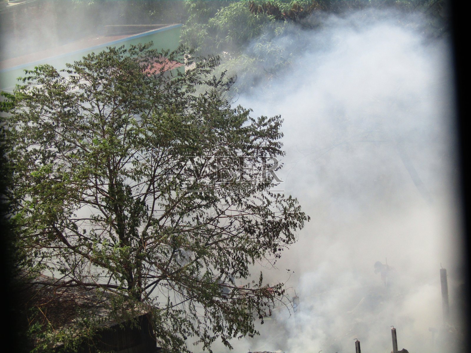 被浓厚烟雾包围的树木，营造出一种鲜明的氛围场景照片摄影图片