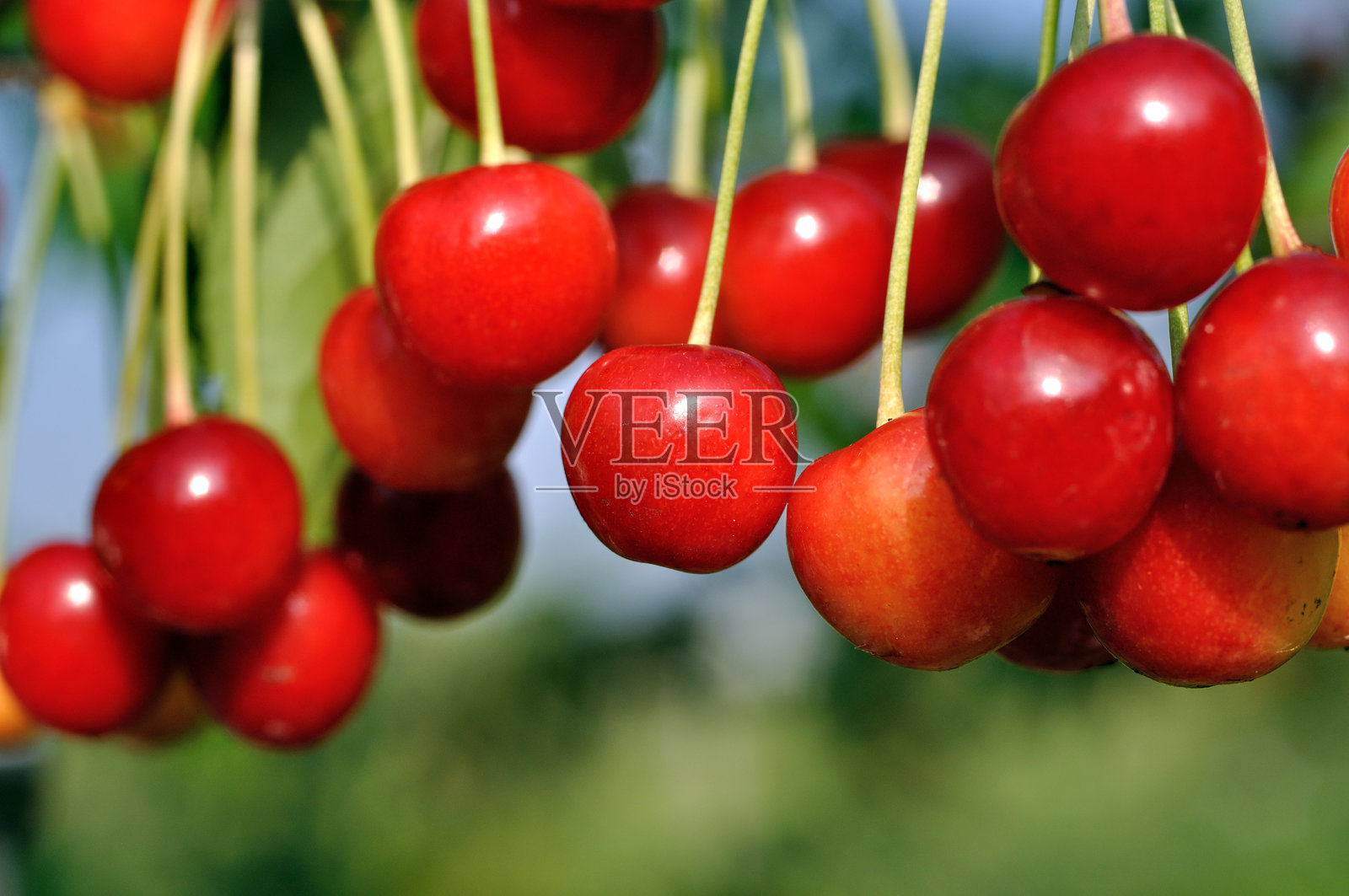 成熟甜美的有机樱桃在花园里的树上照片摄影图片