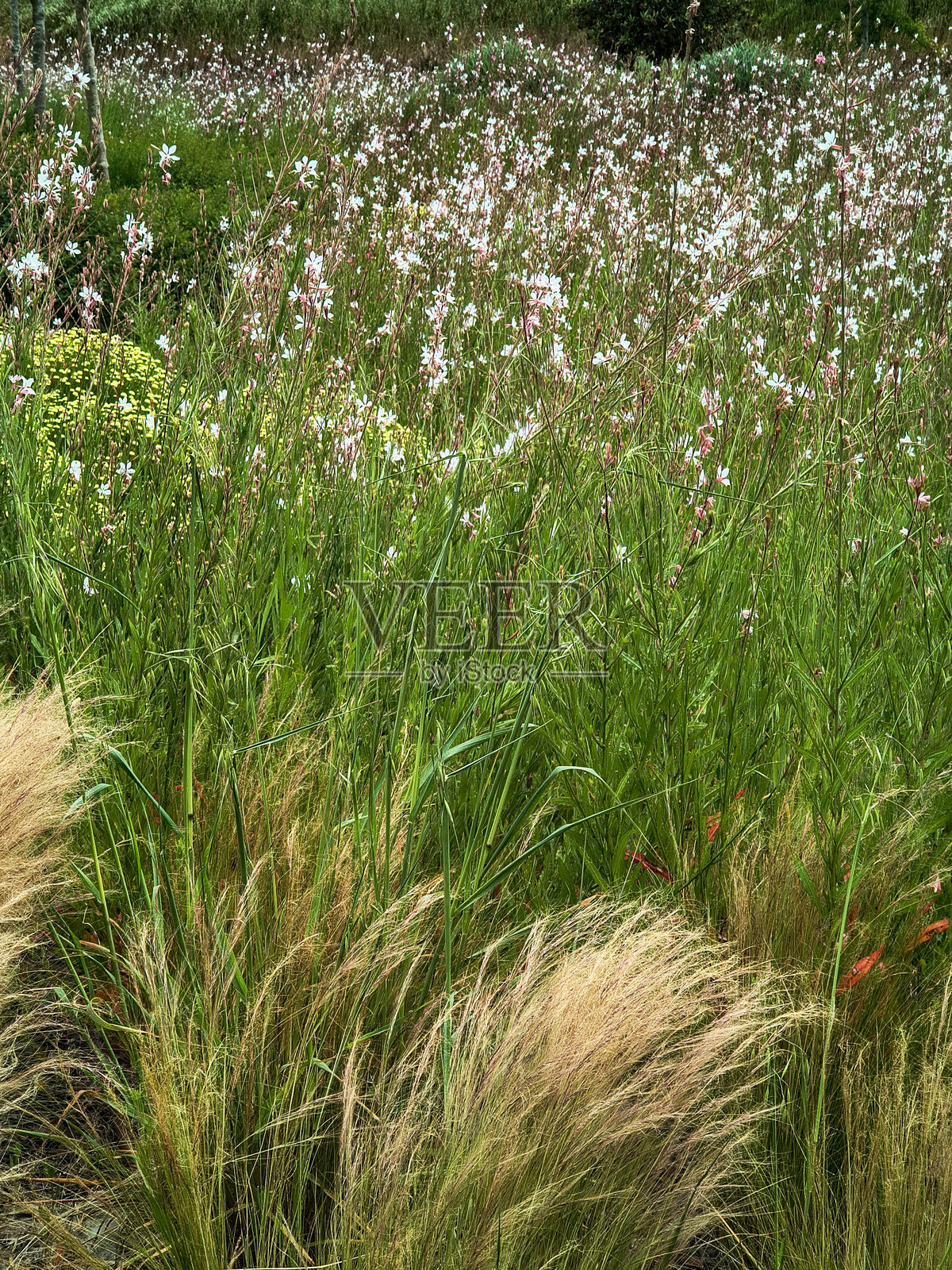 宁静的草地场景，点缀着细腻的白色花朵和摇曳的草丛。唤起宁静、和平和自然之美的感觉。非常适合需要自然魅力的背景或设计。照片摄影图片