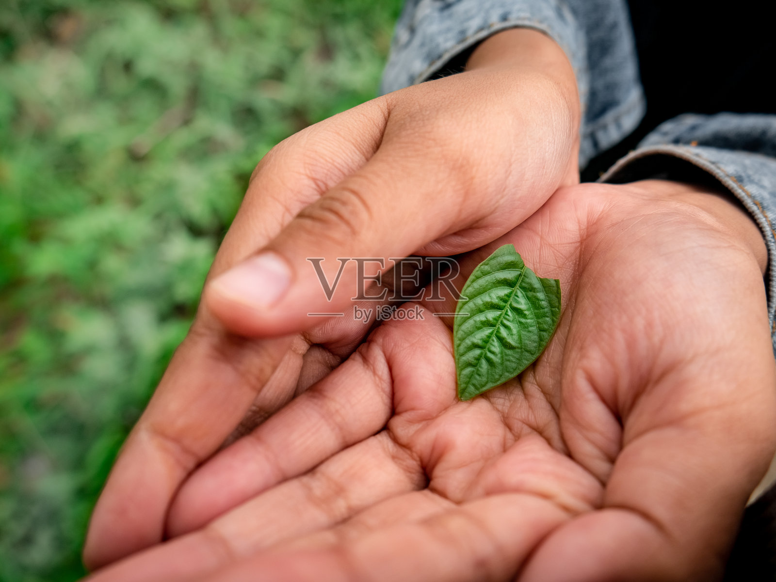 一个小孩手中拿着一片小叶子，穿着牛仔夹克。照片摄影图片