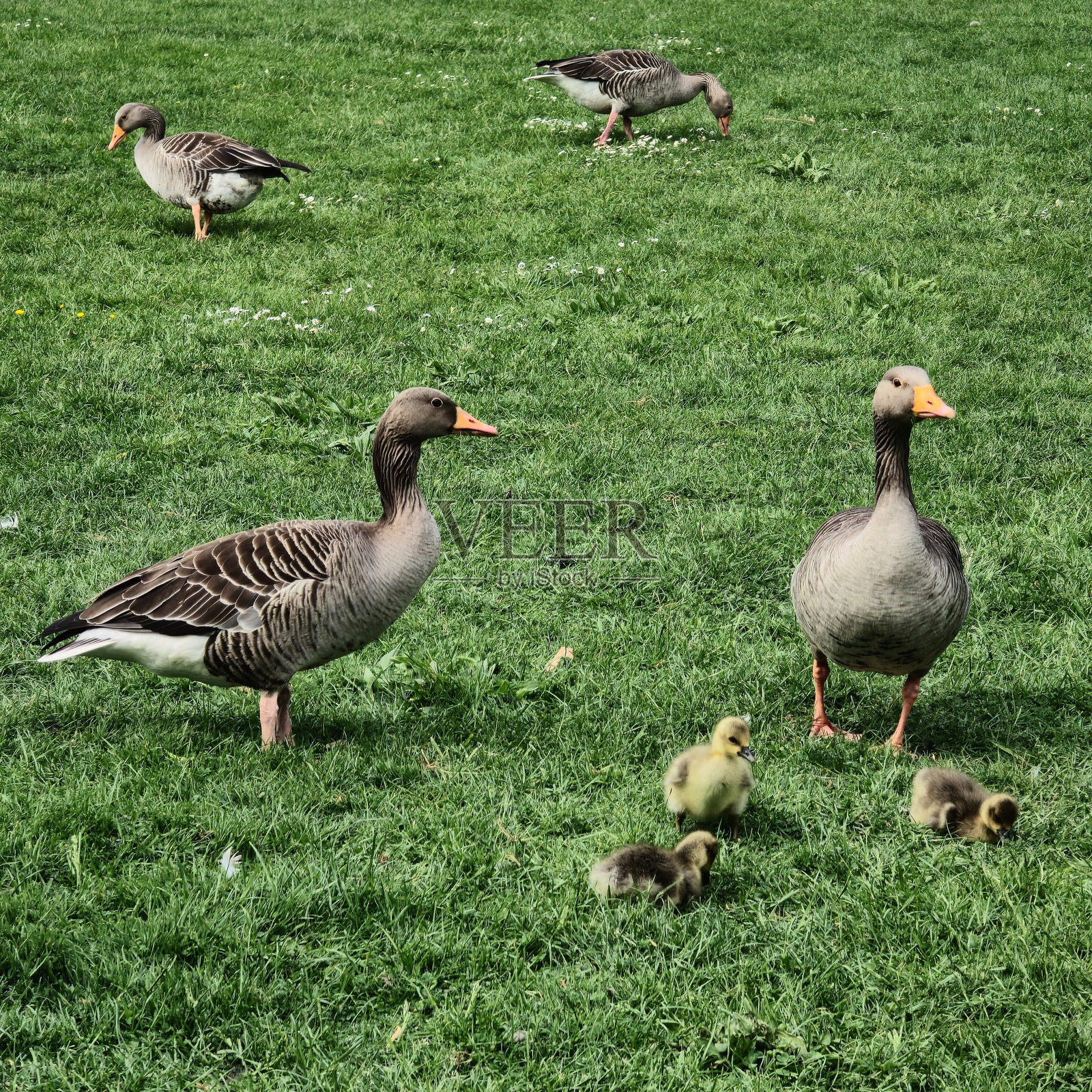 母鹅温柔地引导着它们可爱的雏鹅穿过汉诺威的茂盛绿草地照片摄影图片