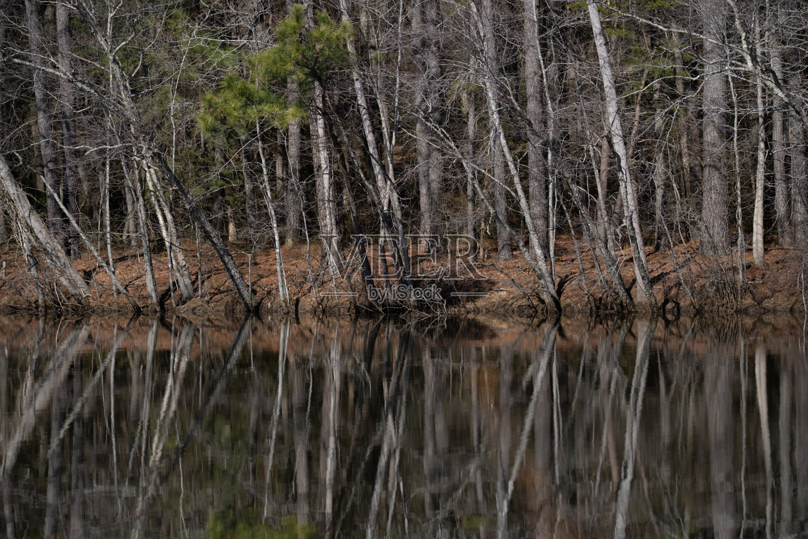 自然中的树枝。风景优美的树枝视角。树枝背景。带有树枝和河流的风景。森林中的树枝。风景如画的林地与树枝。照片摄影图片