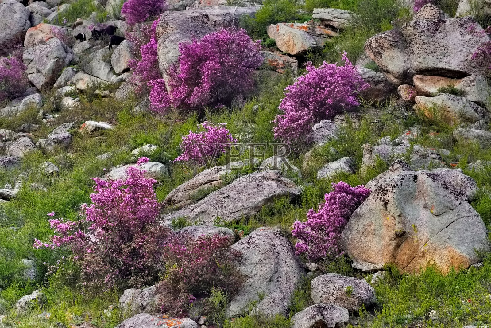 阿尔泰的春季色彩照片摄影图片