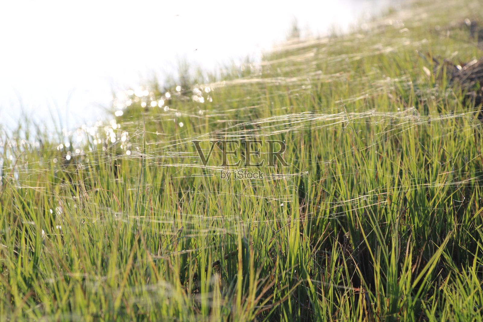 草地上的蜘蛛网照片摄影图片