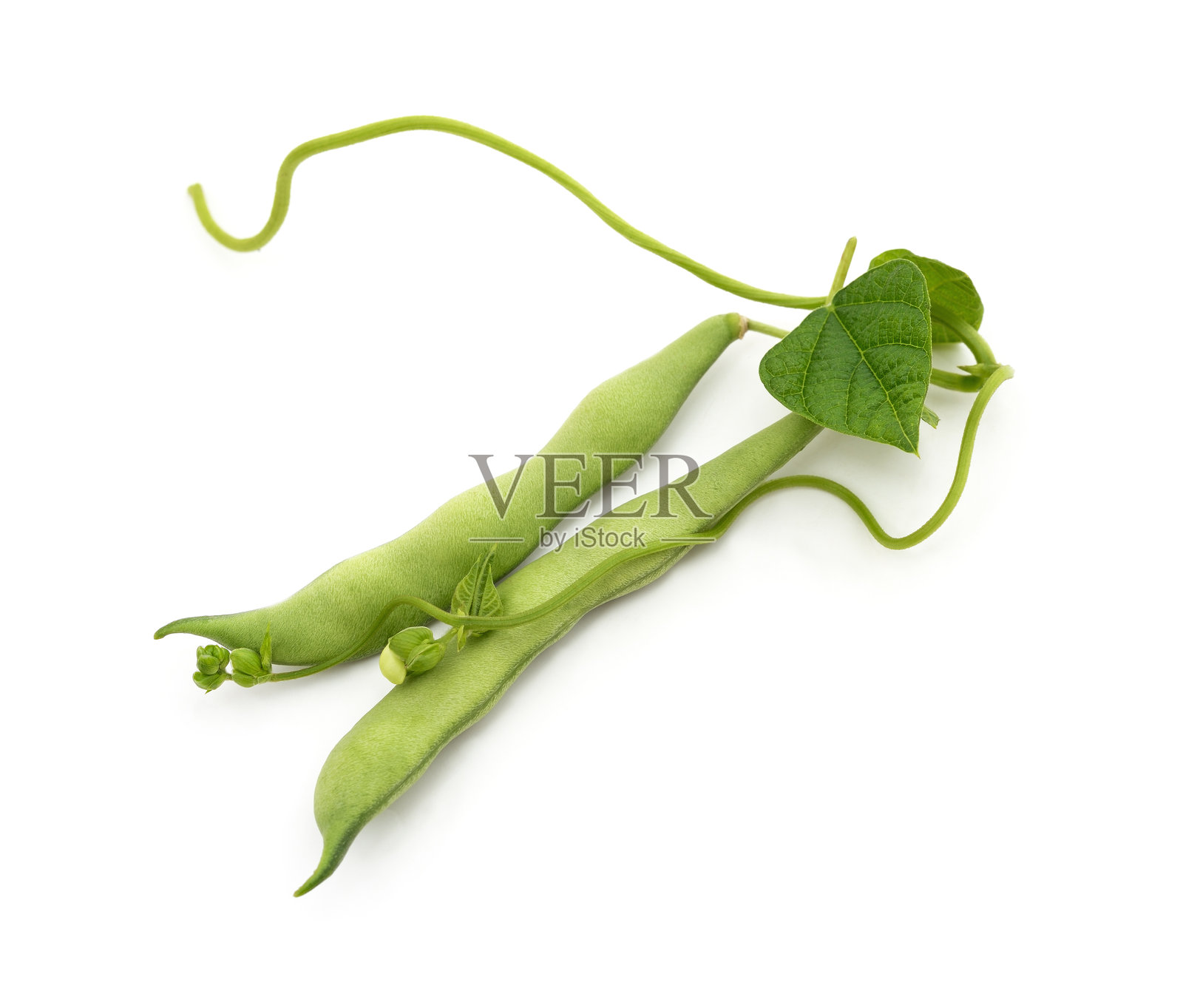 两根绿豆荚。照片摄影图片