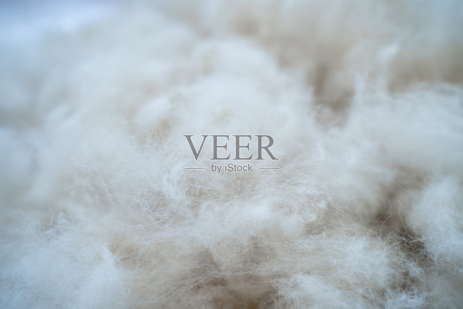 展现出哈士奇美丽蓬松的毛发，展示美容的成果。柔软的毛发形成了惊人的视觉效果，突显了宠物护理的重要性。照片摄影图片