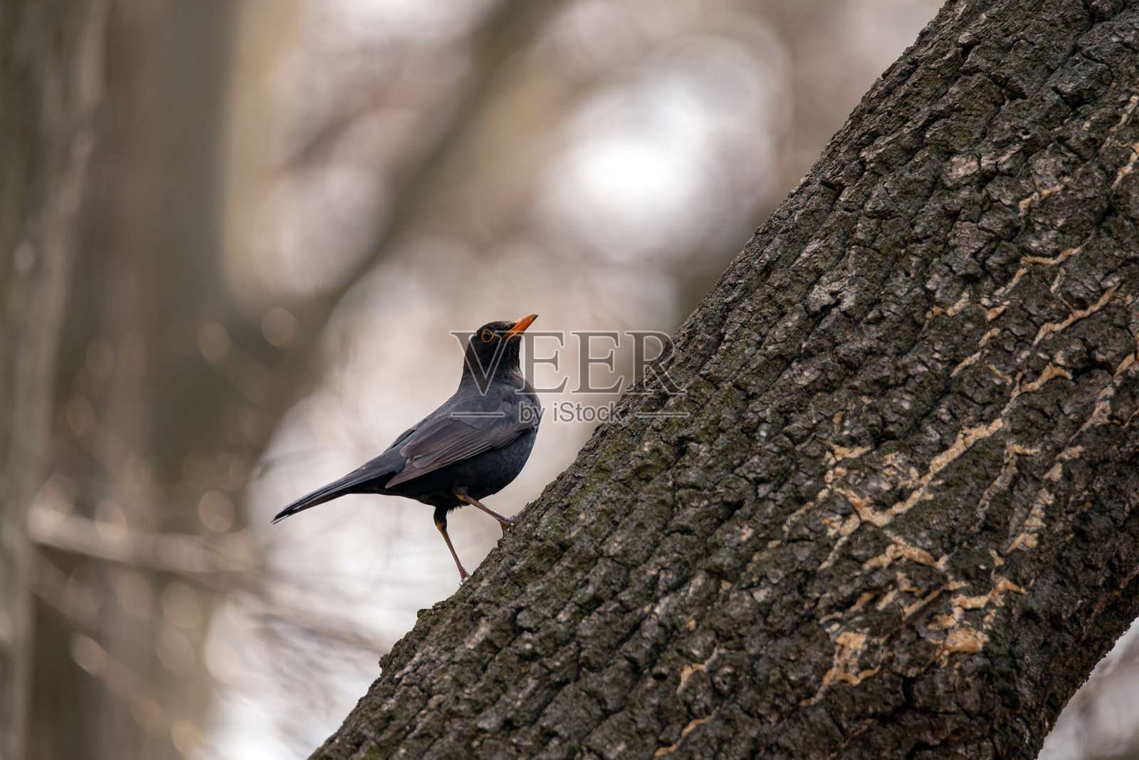 一只黑鸟栖息在自然林地中的树干上照片摄影图片