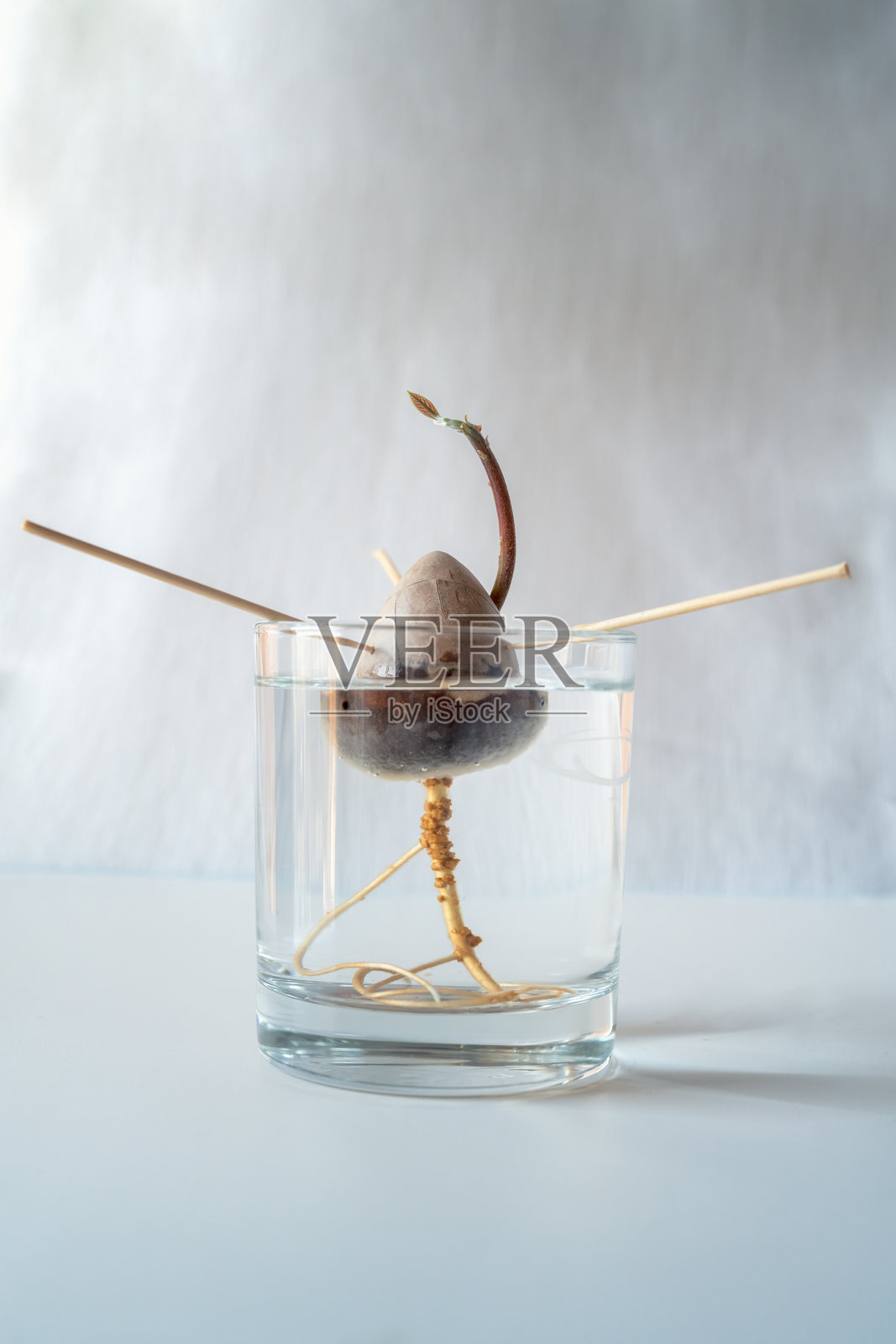 鳄梨种子在水中发芽照片摄影图片