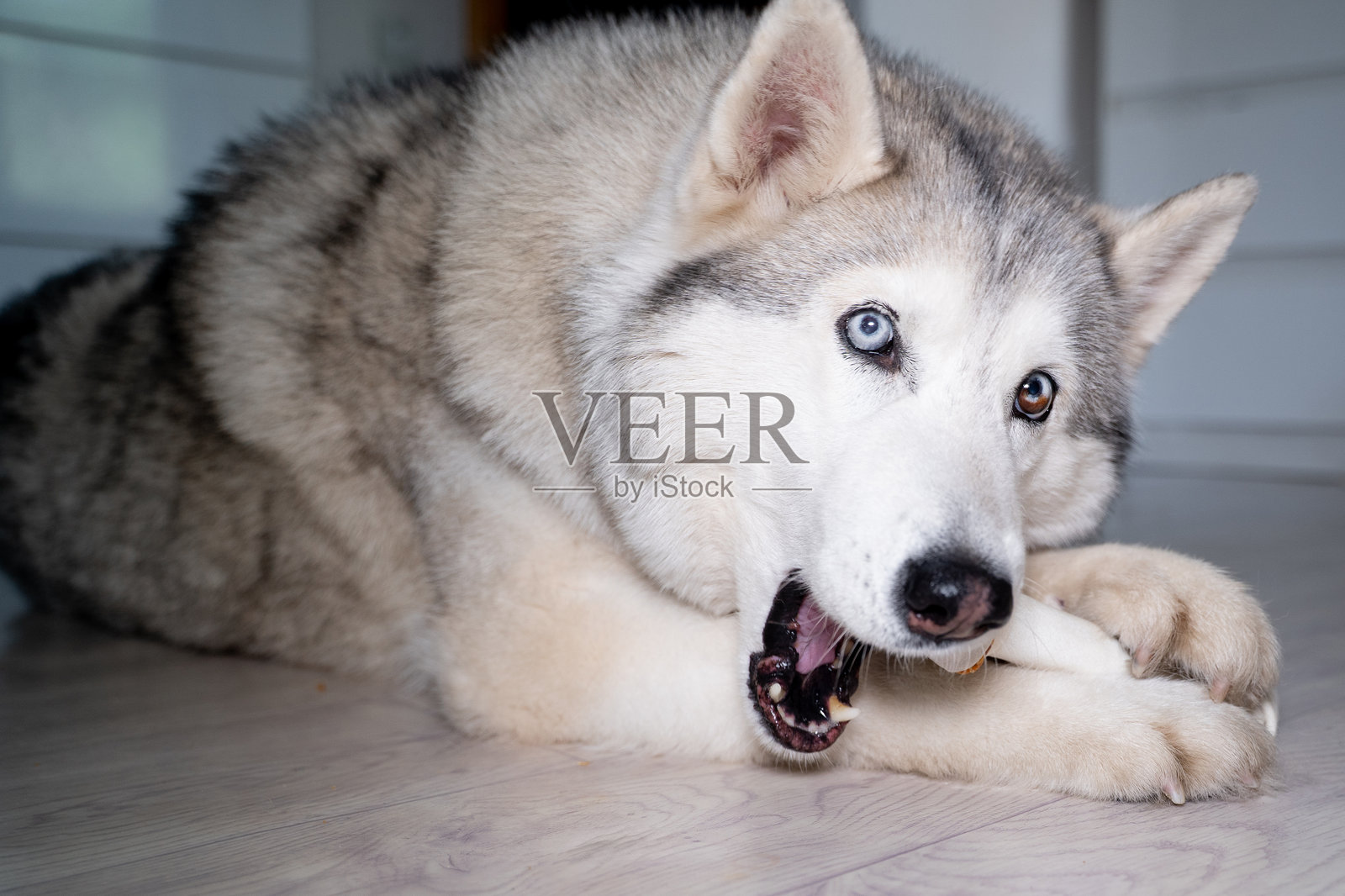 在一个明亮的房间里，地板上躺着一只狼一样的哈士奇，毛色为淡黄褐色，眼睛是多色的，愉快地啃着一根大筋骨，并朝着镜头看。照片摄影图片