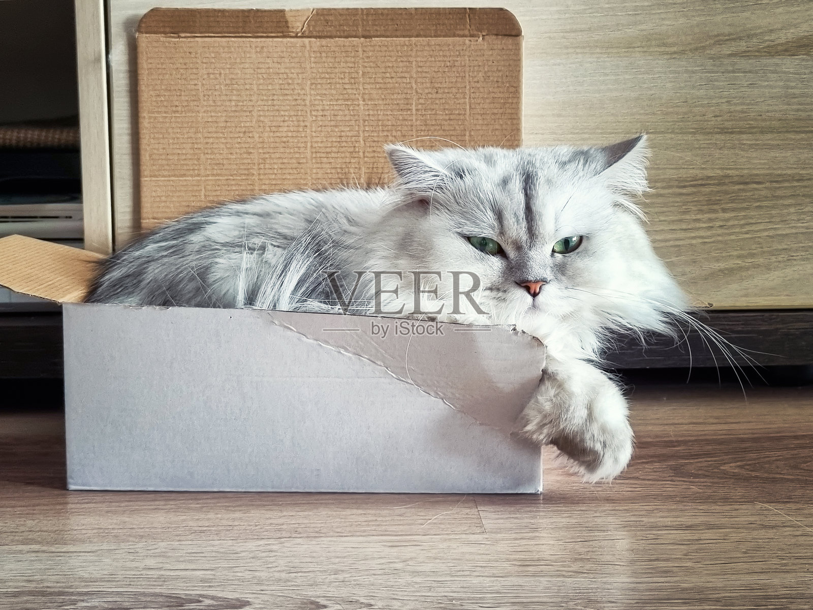 波斯银色阴影的龙猫猫在盒子里照片摄影图片