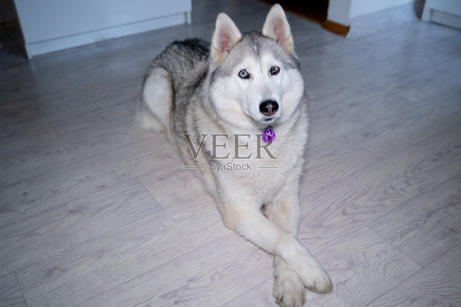 在一个明亮的房间里，地板上躺着一只狼一样的哈士奇，毛色为淡褐色，眼睛呈多种颜色。它的爪子整齐地叠放在一起，正看着镜头，脖子上挂着一个身份标签。照片摄影图片