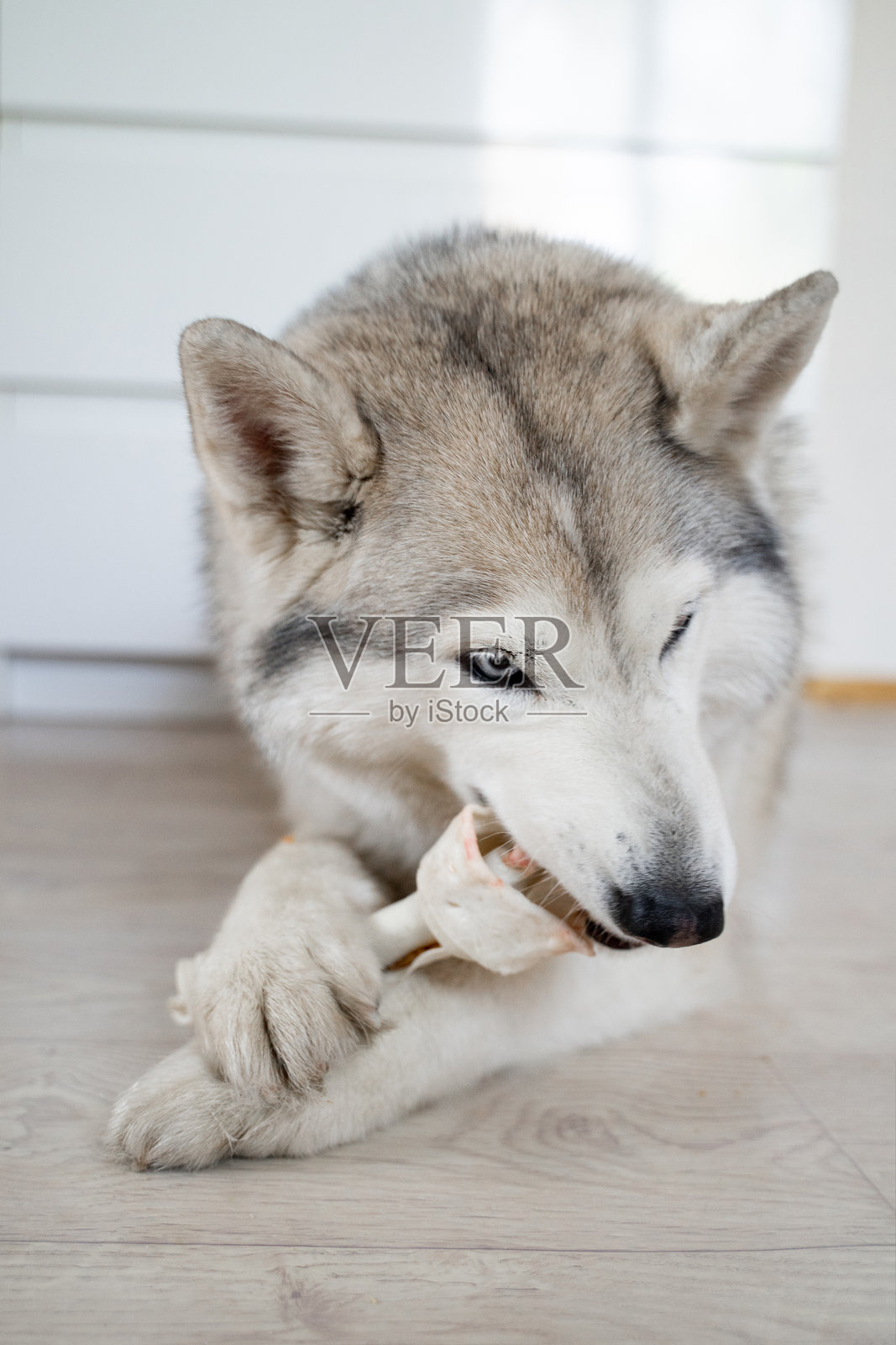 在一个明亮的房间里，地板上躺着一只狼一样的哈士奇，毛色为淡黄褐色，眼睛是多种颜色的，它正愉快地啃着一根大筋骨。照片摄影图片