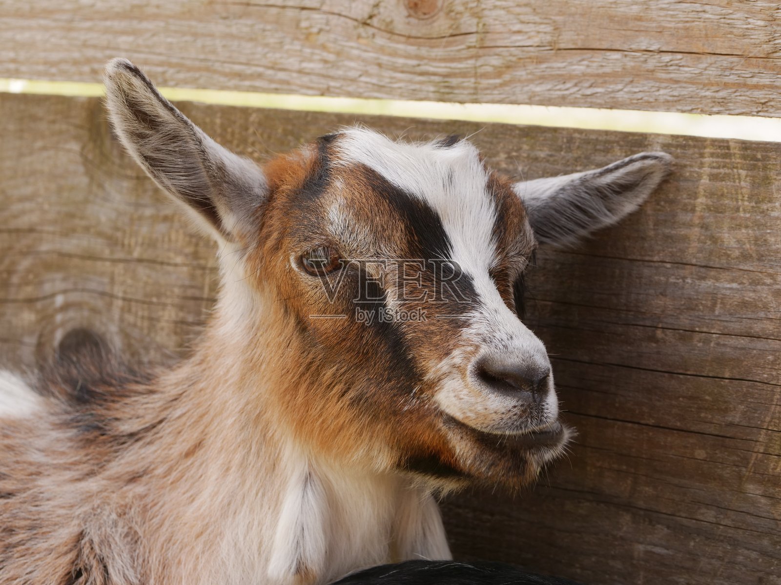 山羊侧着头看着镜头照片摄影图片