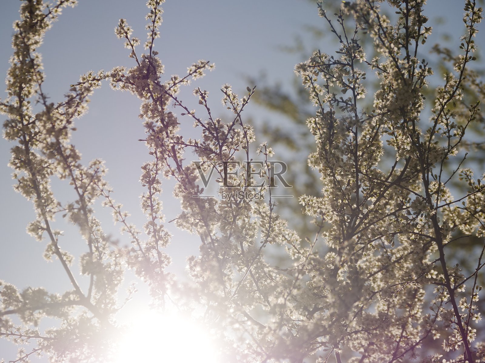 树木枝繁叶茂，阳光明媚地照耀着它照片摄影图片