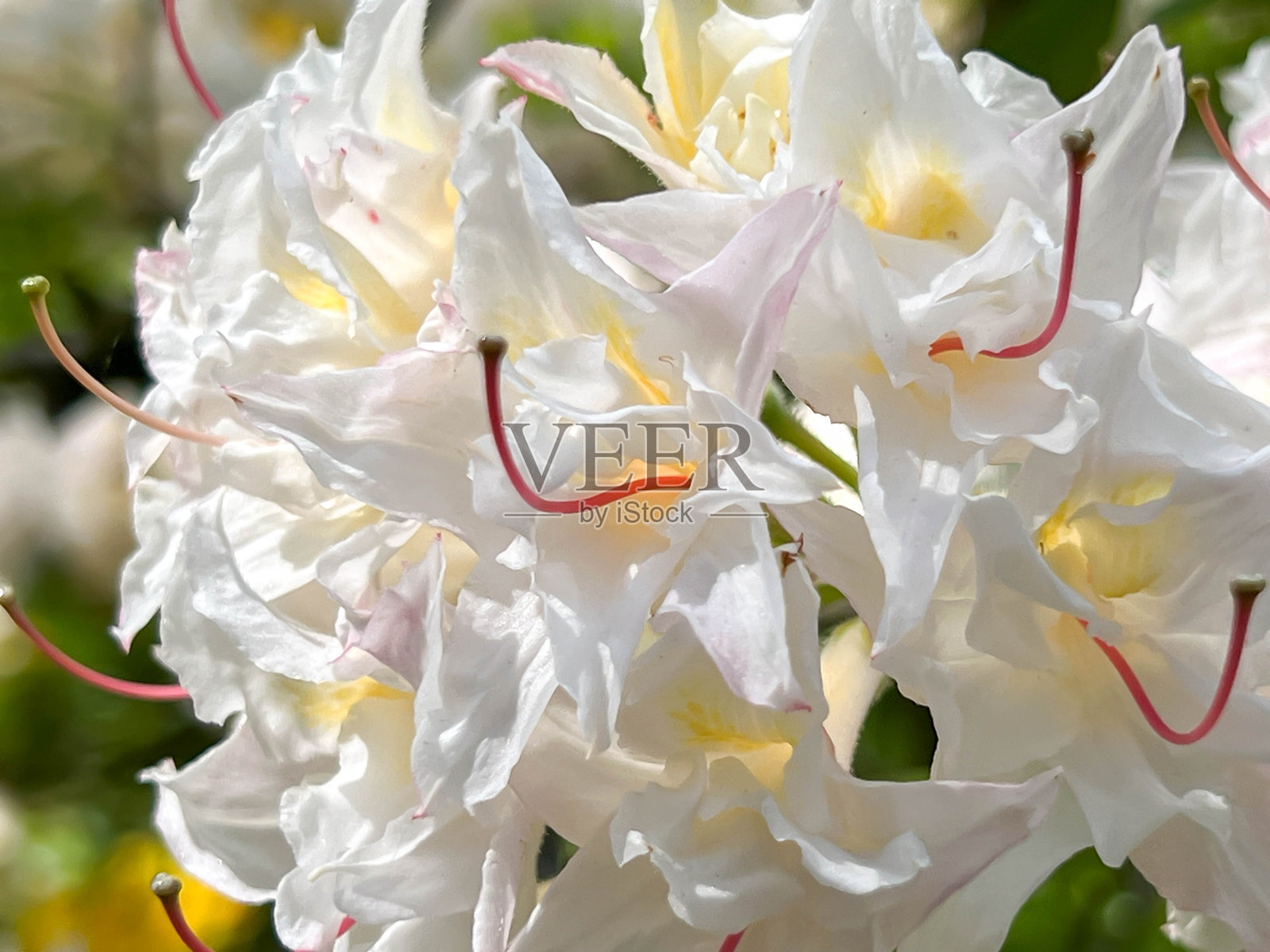 在波兰弗罗茨瓦夫的斯齐特尼基公园中，白粉色的杜鹃花（Rhododendron occidentale）的特写镜头照片摄影图片
