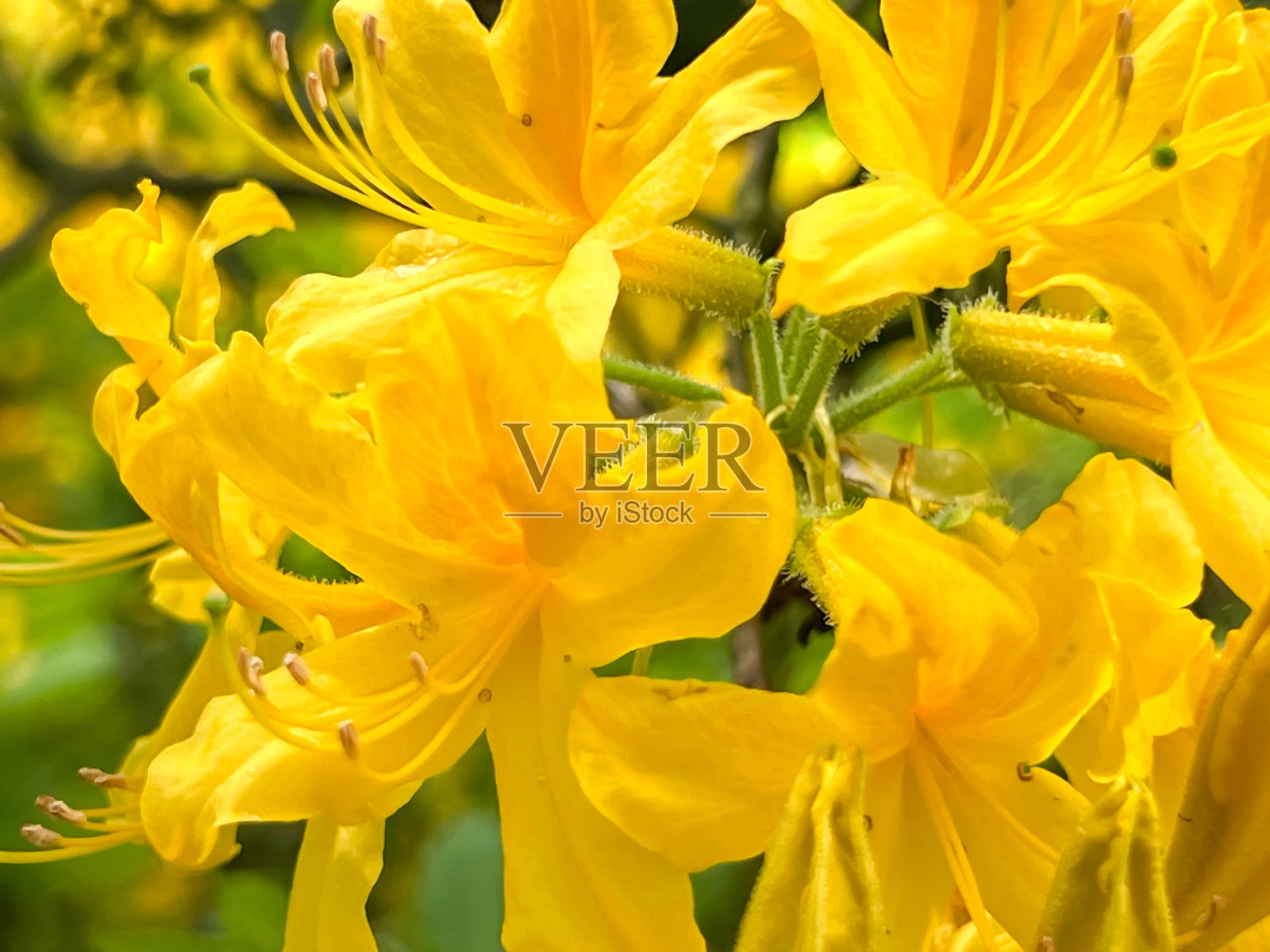 黄色的杜鹃花，波兰杜鹃，草本植物，黄色杜鹃 - 在波兰弗罗茨瓦夫公园中的花朵特写。照片摄影图片