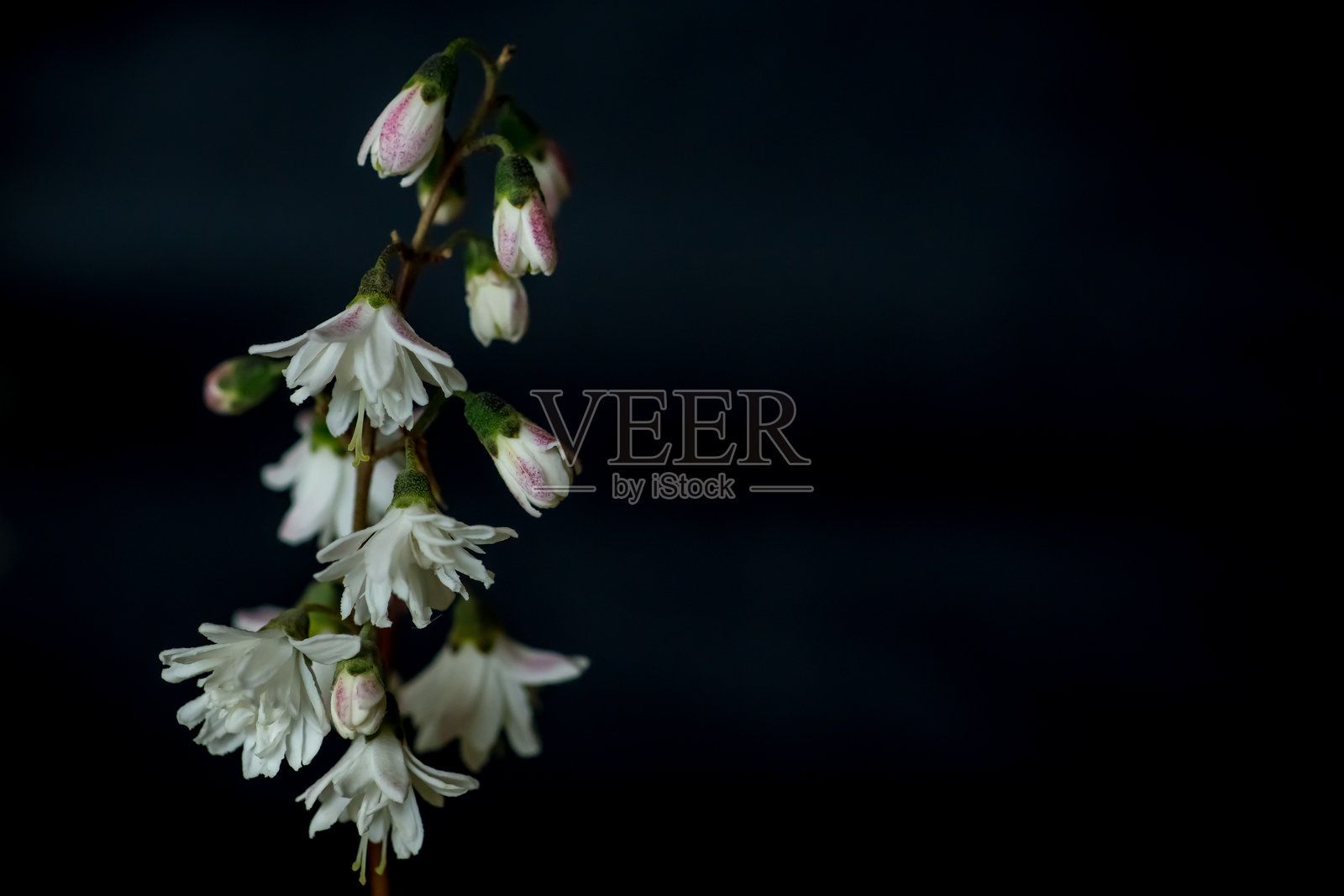 粉白色的光明石花的优雅与美丽照片摄影图片