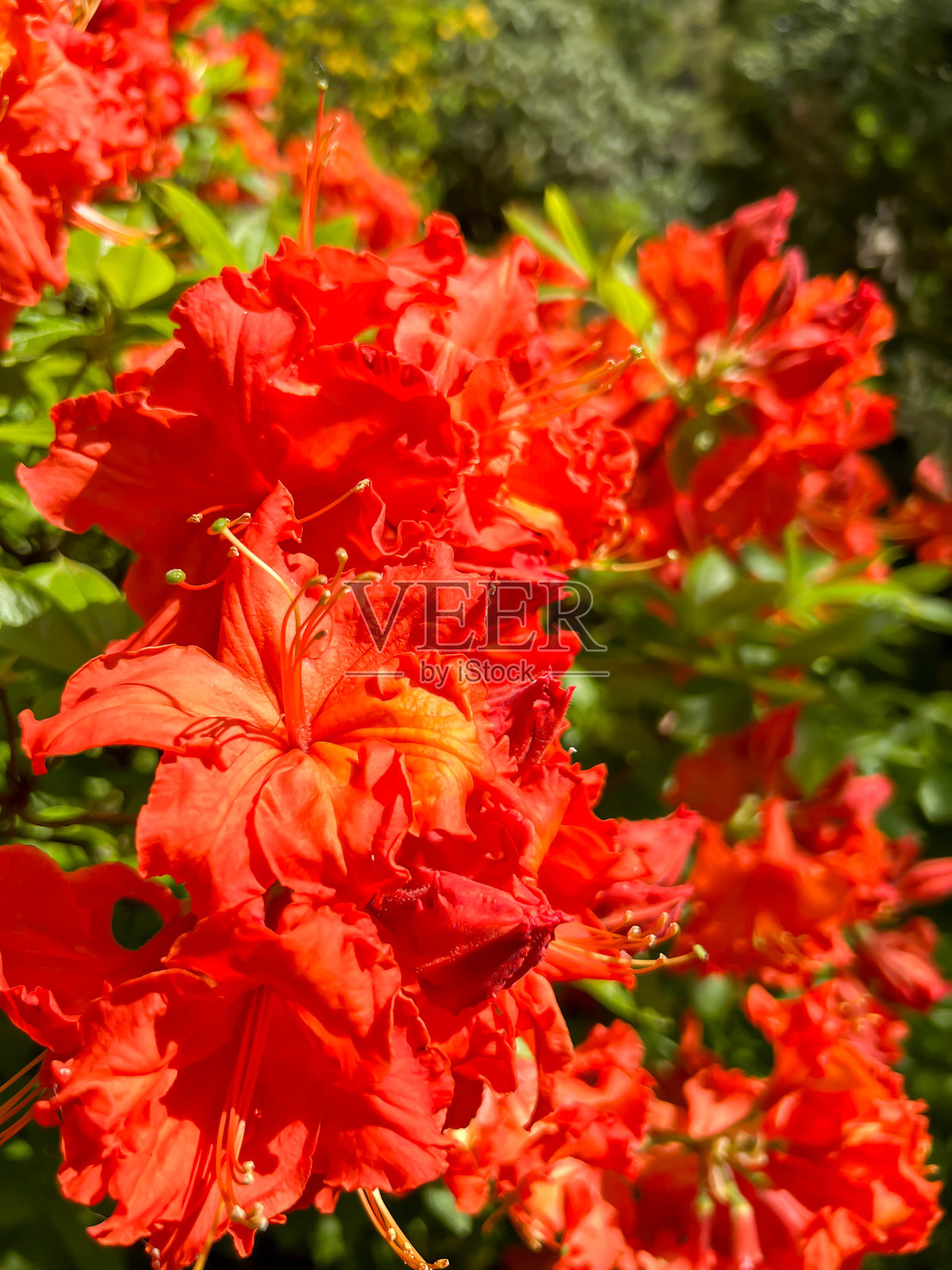 波兰弗罗茨瓦夫的斯齐特尼基公园中盛开的红色日本杜鹃花特写照片摄影图片