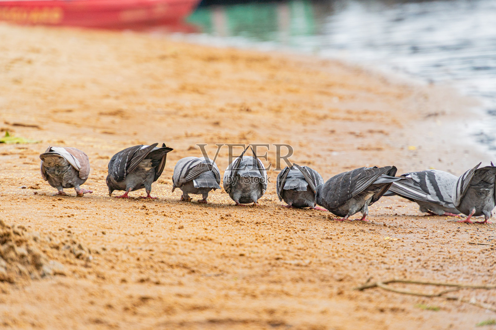 宁静的海滩场景，散落着灰色和白色的鸽子。鸟儿们正在进行各种活动，背景是一片平静的海洋，延伸至模糊的地平线。柔和、均匀的光线。照片摄影图片