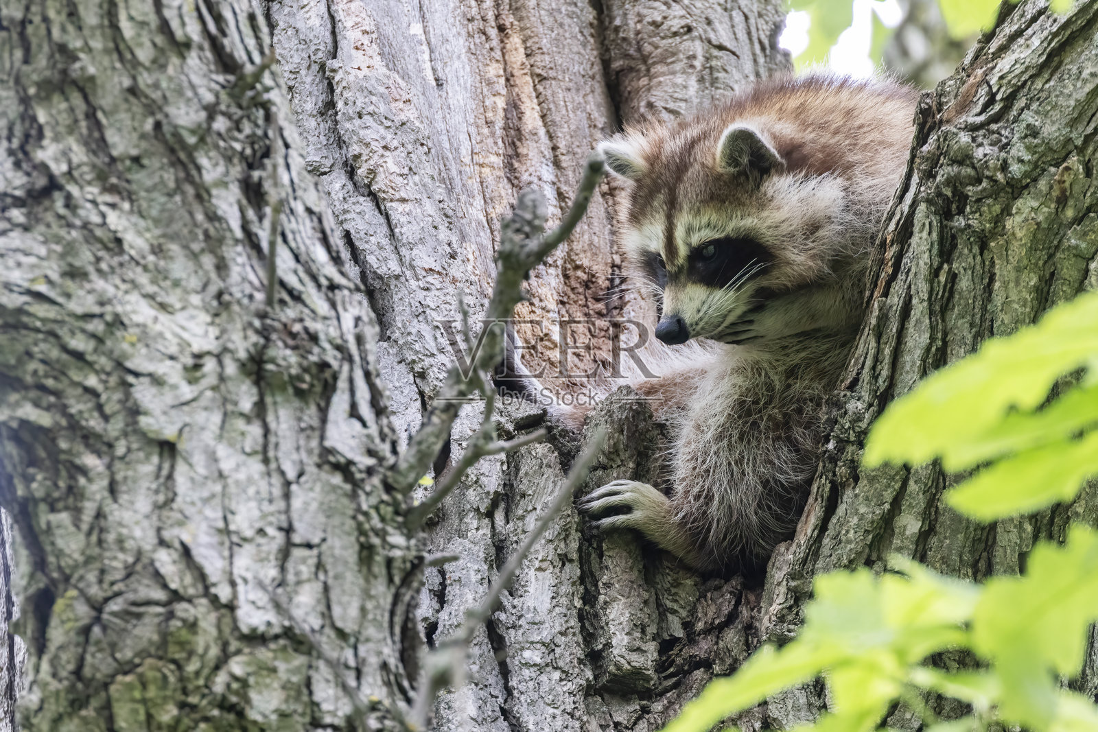 北美浣熊或普通浣熊照片摄影图片