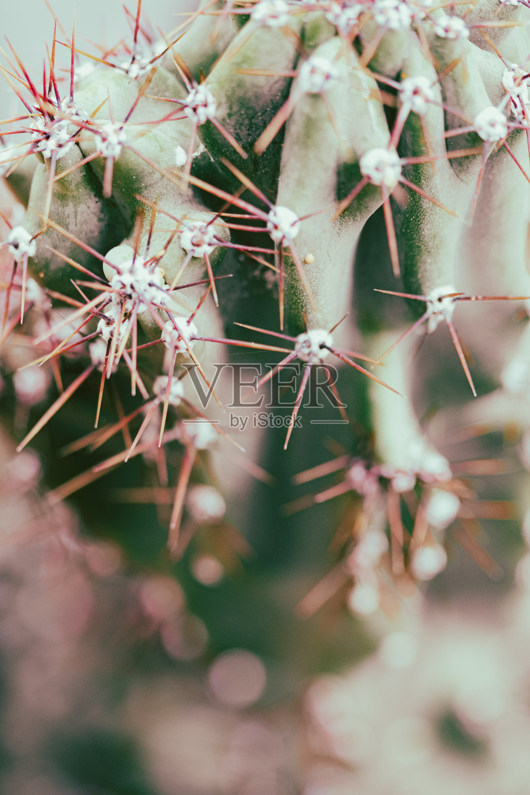 绿色仙人掌植物，带有一些尖锐的刺照片摄影图片