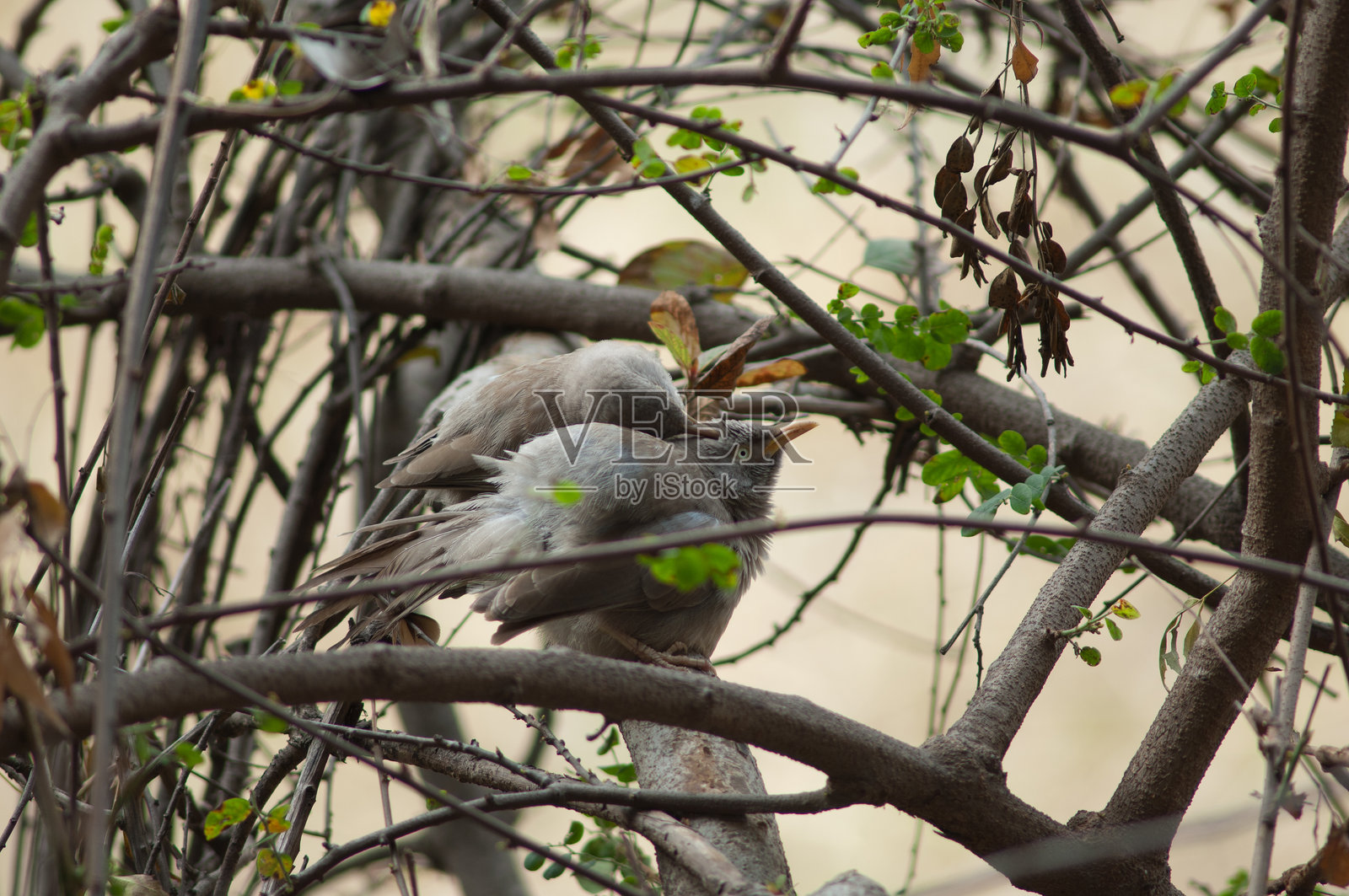 丛林八哥在梳理羽毛。照片摄影图片