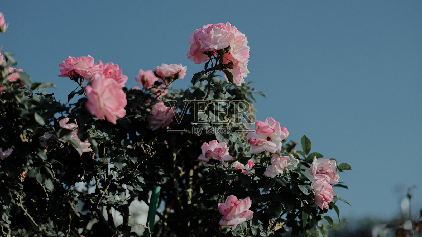 美丽的中国玫瑰照片摄影图片