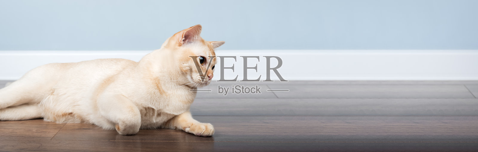 缅甸猫躺在地板上。照片摄影图片