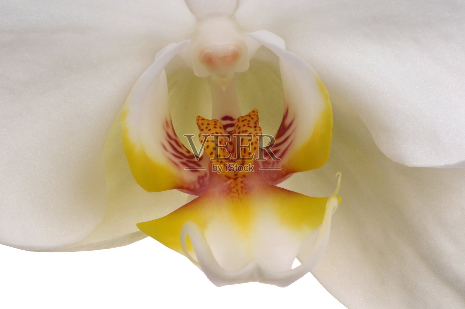 蝴蝶兰特写镜头照片摄影图片