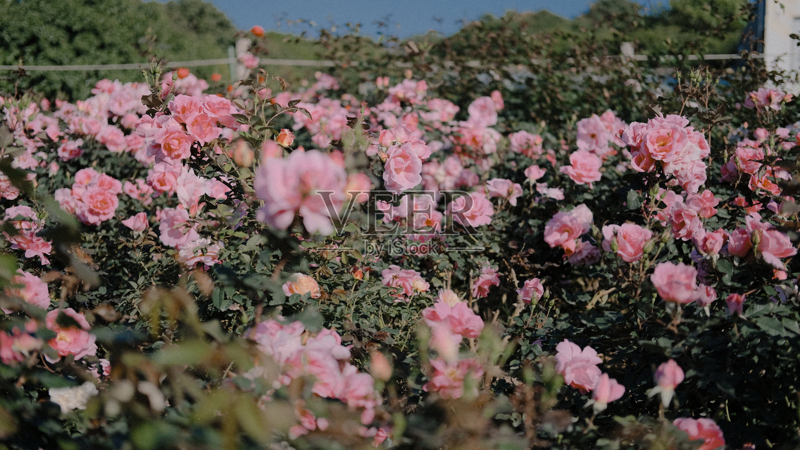 美丽的中国玫瑰照片摄影图片
