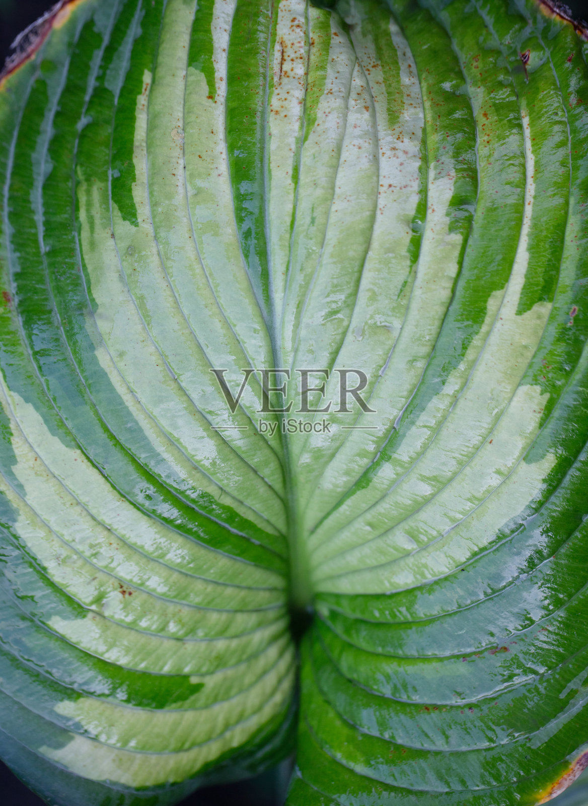 热带植物玉簪的湿润绿色叶子背景，俯视图照片摄影图片