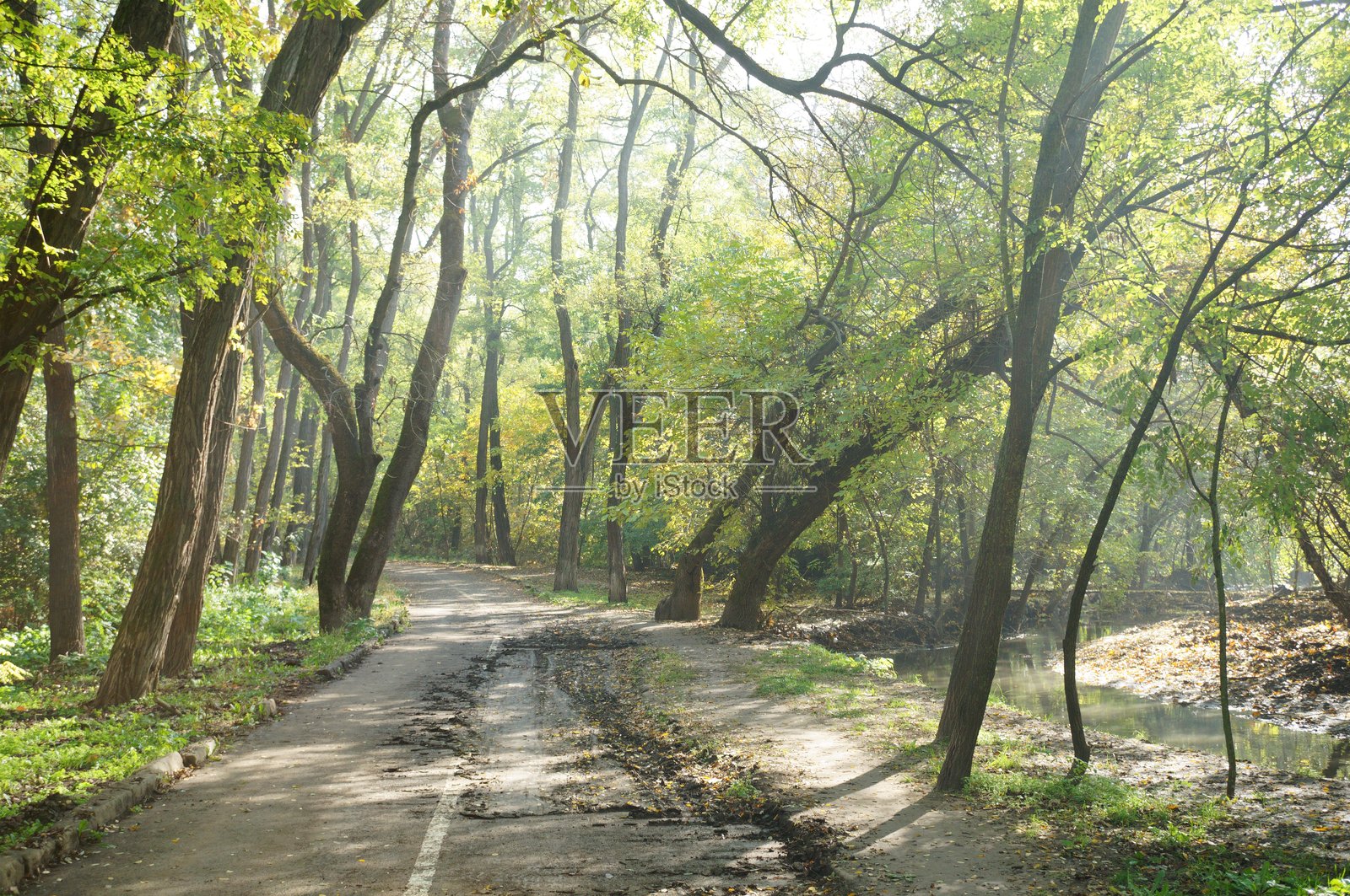 公园里有秋天落叶的树木和一条小路。照片摄影图片