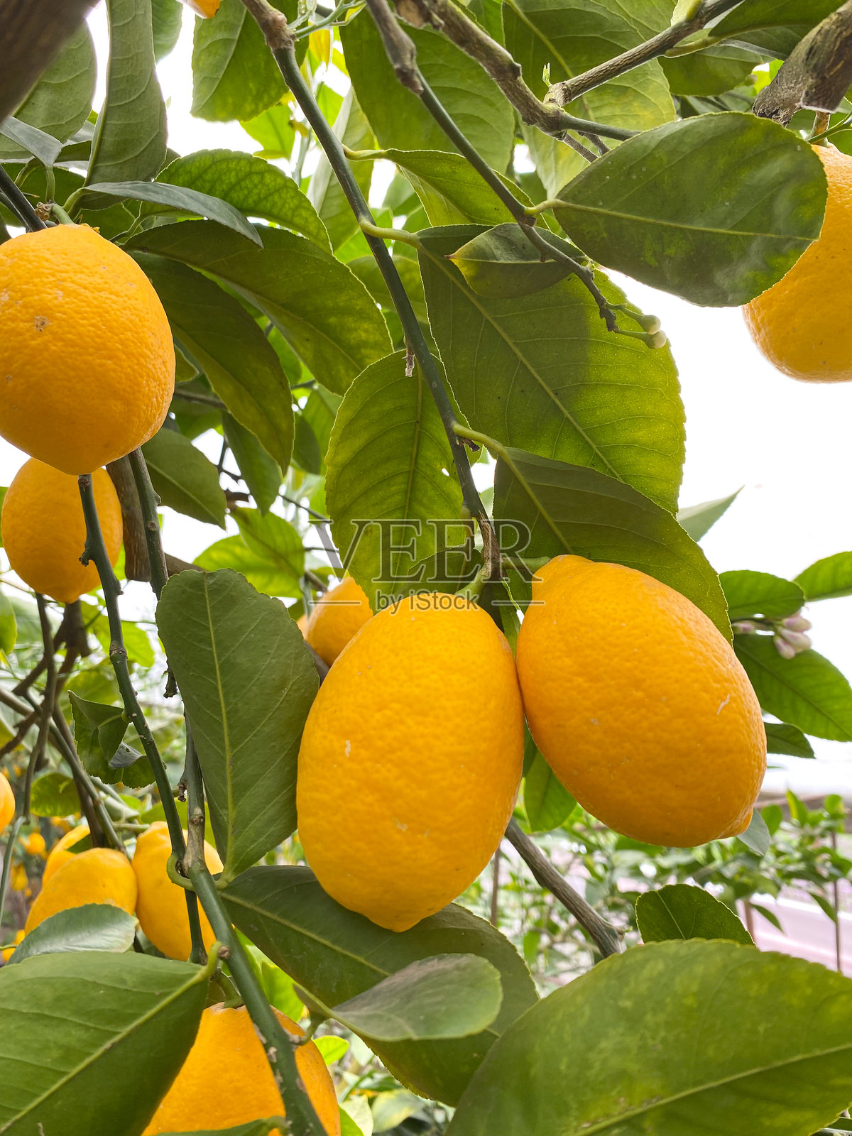 梅耶柠檬树上结满成熟的黄色果实照片摄影图片