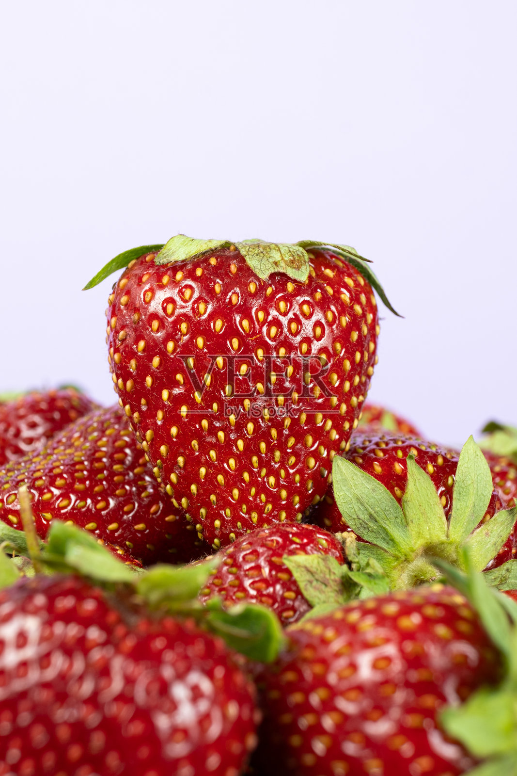 新鲜的草莓堆成一堆。夏季有机浆果的丰收。照片摄影图片