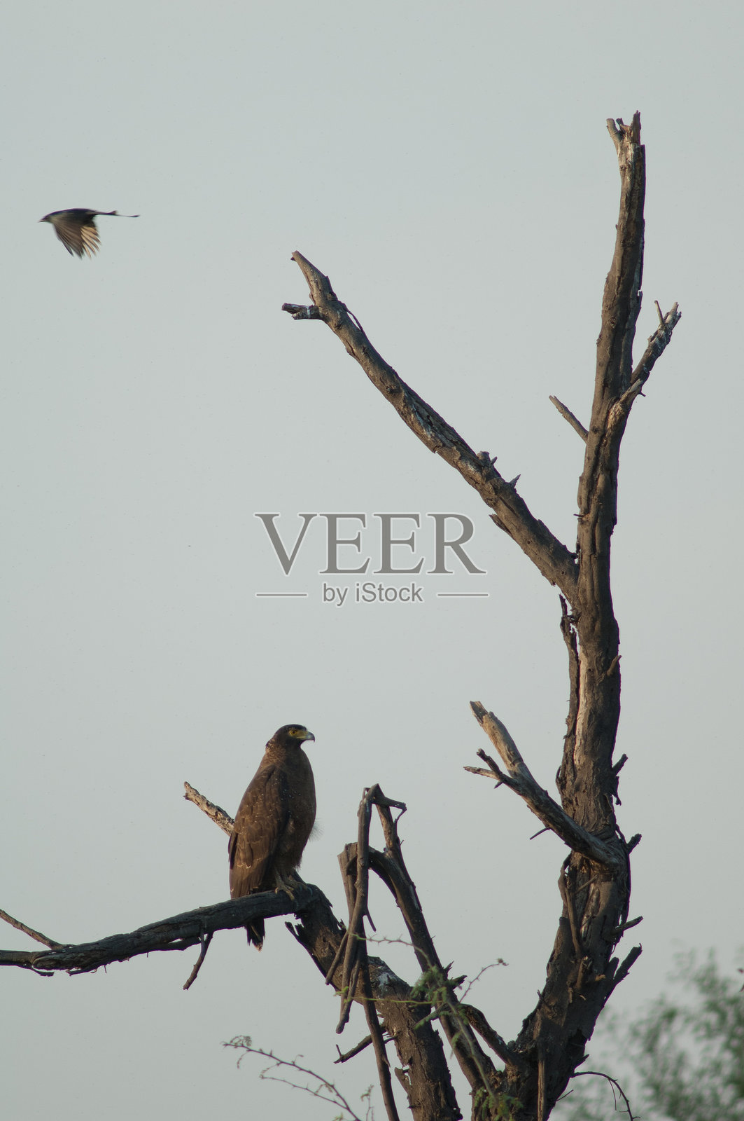 冠蛇雕与黑卷尾。照片摄影图片