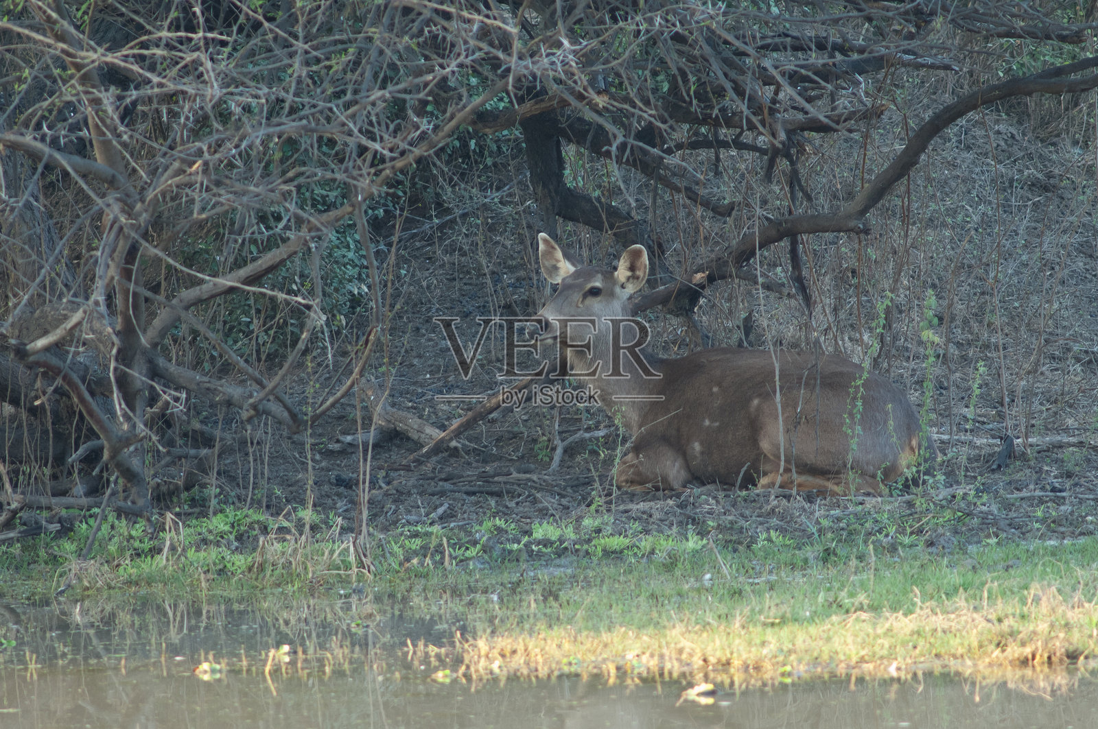 雌性印度鹿在休息。照片摄影图片