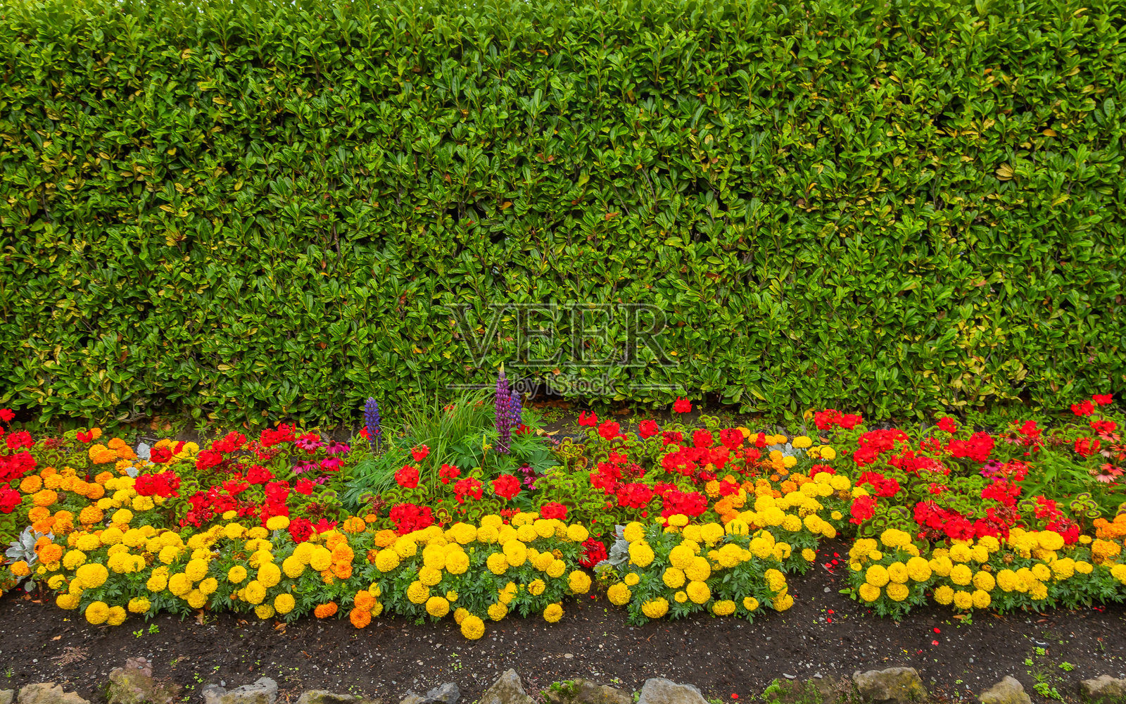 基督城公共花园照片摄影图片