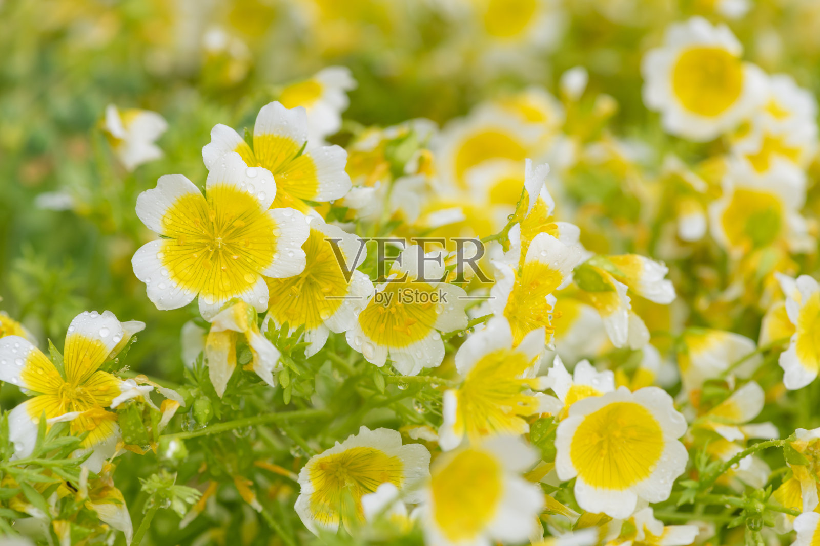 水煮蛋植物（林曼尼斯道格拉斯）照片摄影图片