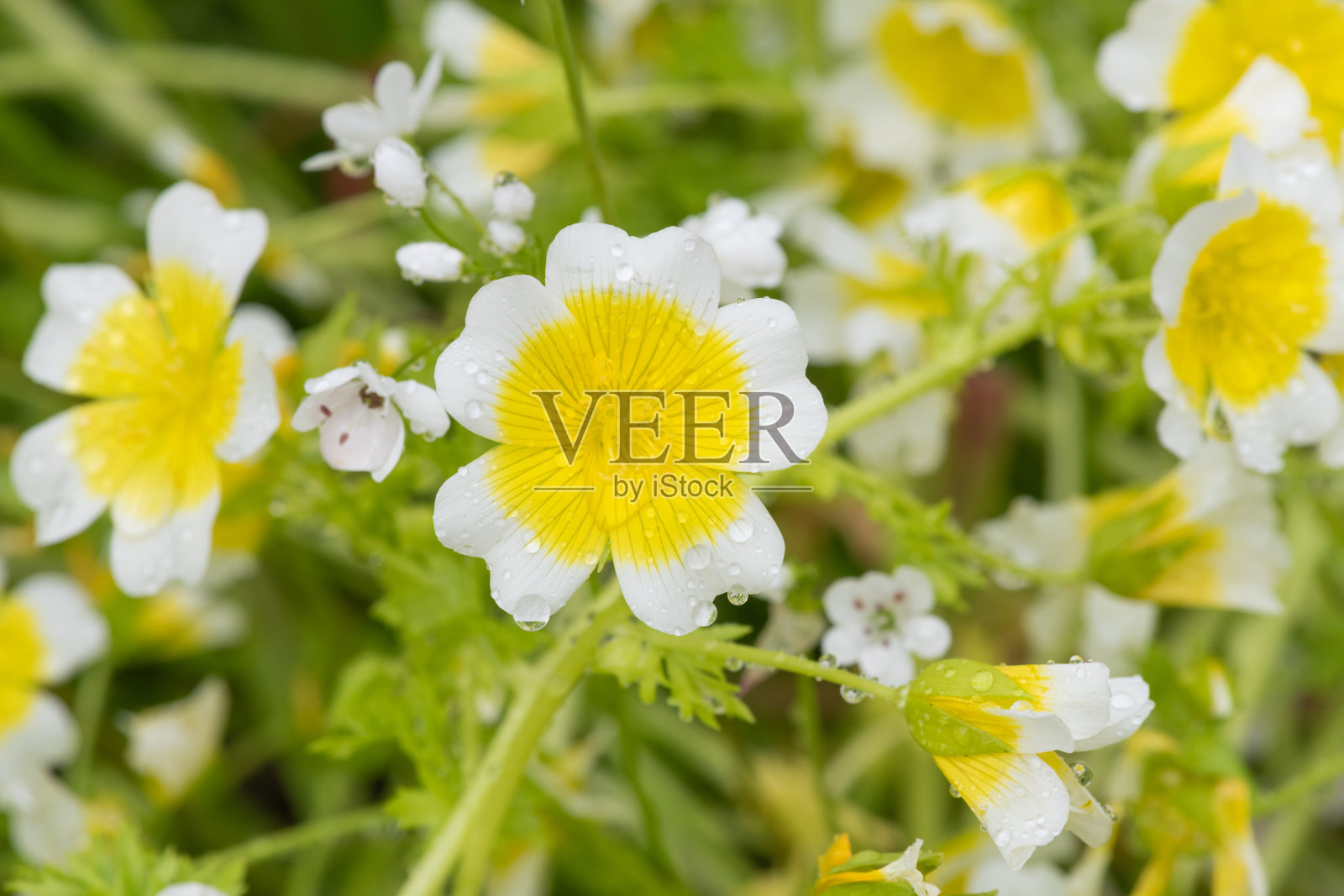 水煮蛋植物（林曼尼斯道格拉斯）照片摄影图片