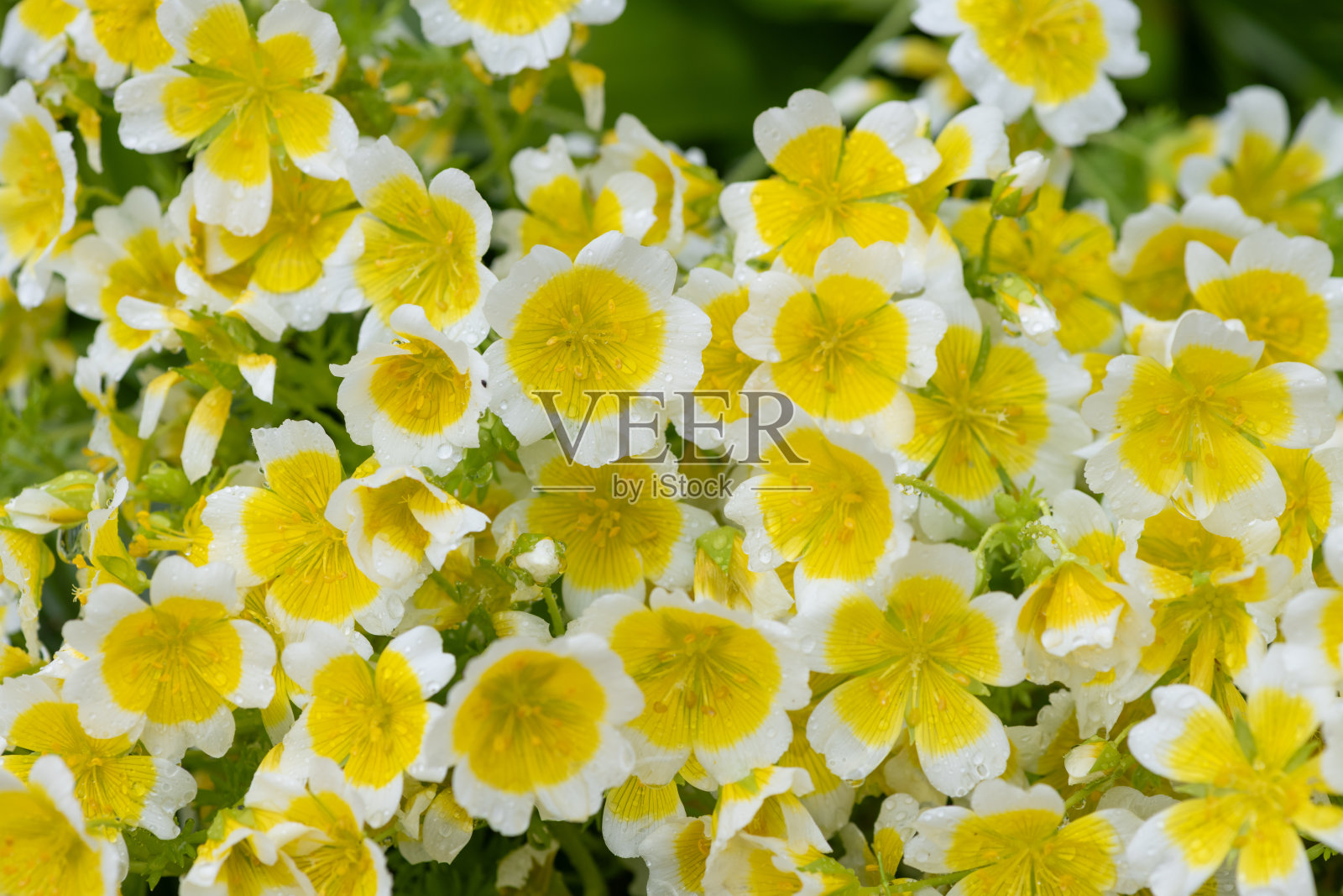 水煮蛋植物（林曼尼斯道格拉斯）照片摄影图片