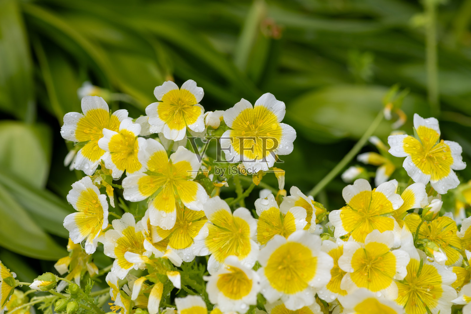 水煮蛋植物（林曼尼斯道格拉斯）照片摄影图片