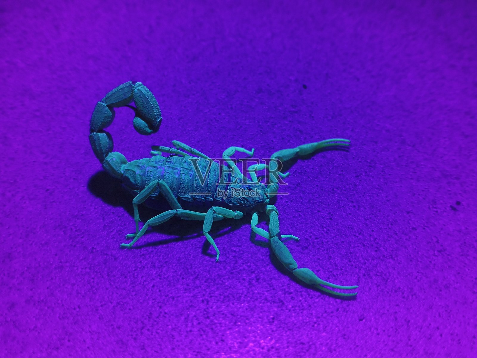紫外线下的印度蝎子照片摄影图片