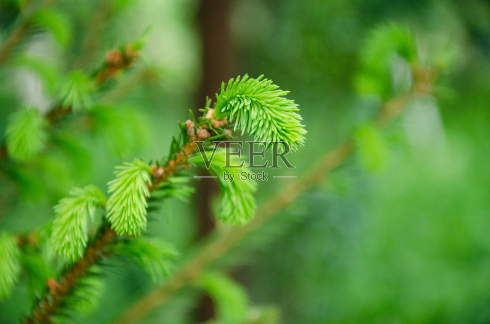 早春年轻松枝的特写。年轻的松芽。新鲜的绿色芽和柔软的针叶从树枝上冒出。照片摄影图片